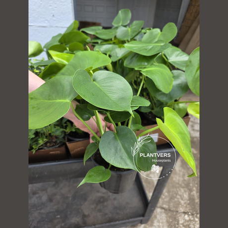 Swiss Cheese Plant 