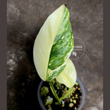 Monstera Lechleriana Plant