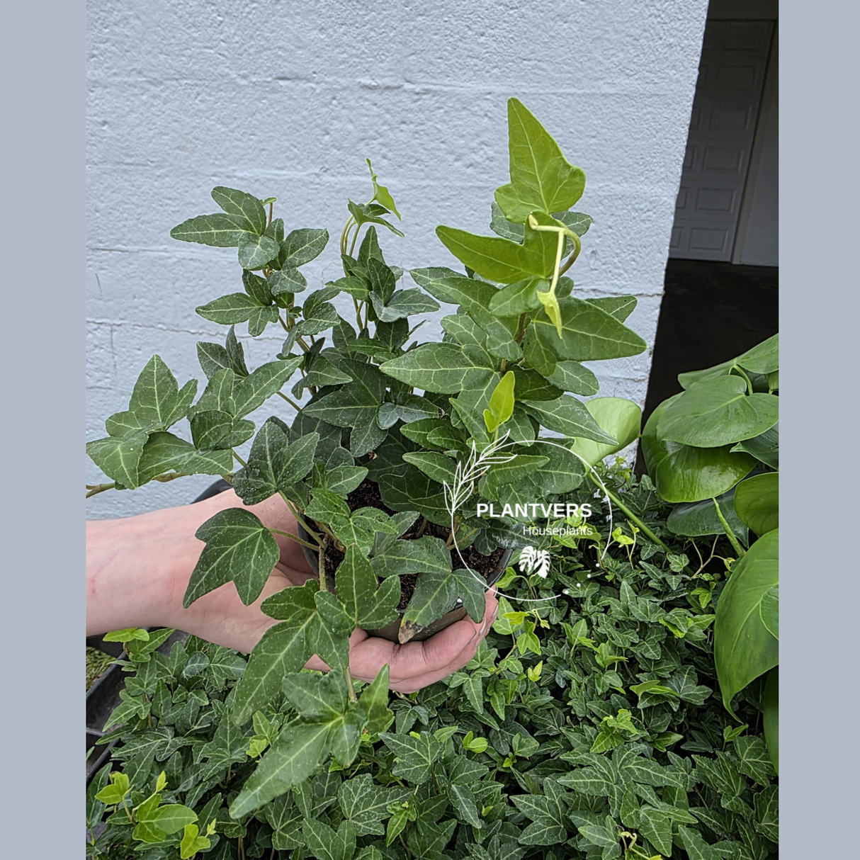 Trailing Houseplant