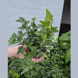 Trailing Houseplant