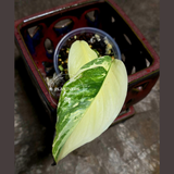 High Variegated Monstera Lechleriana Plant - Rare Live Indoor Plant - US SELLER - EXACT Same Plant