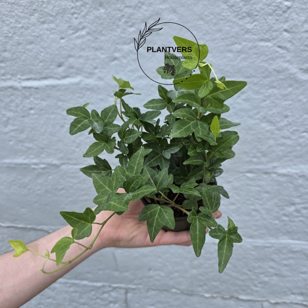 Green English Ivy 