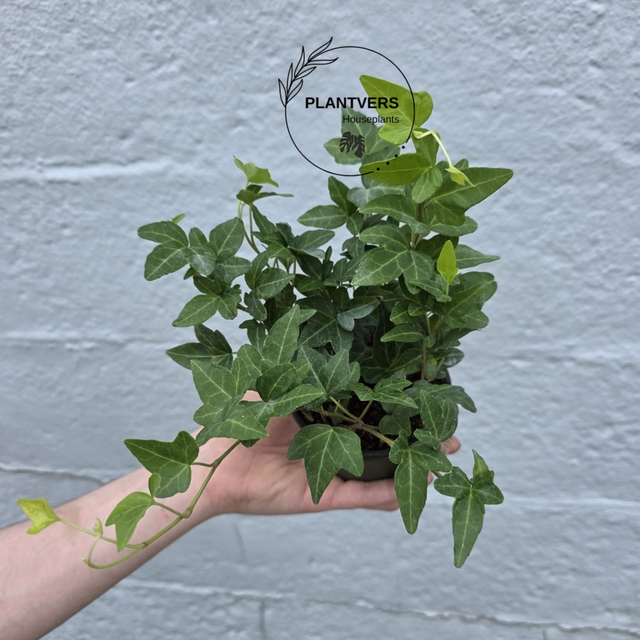 Green English Ivy 