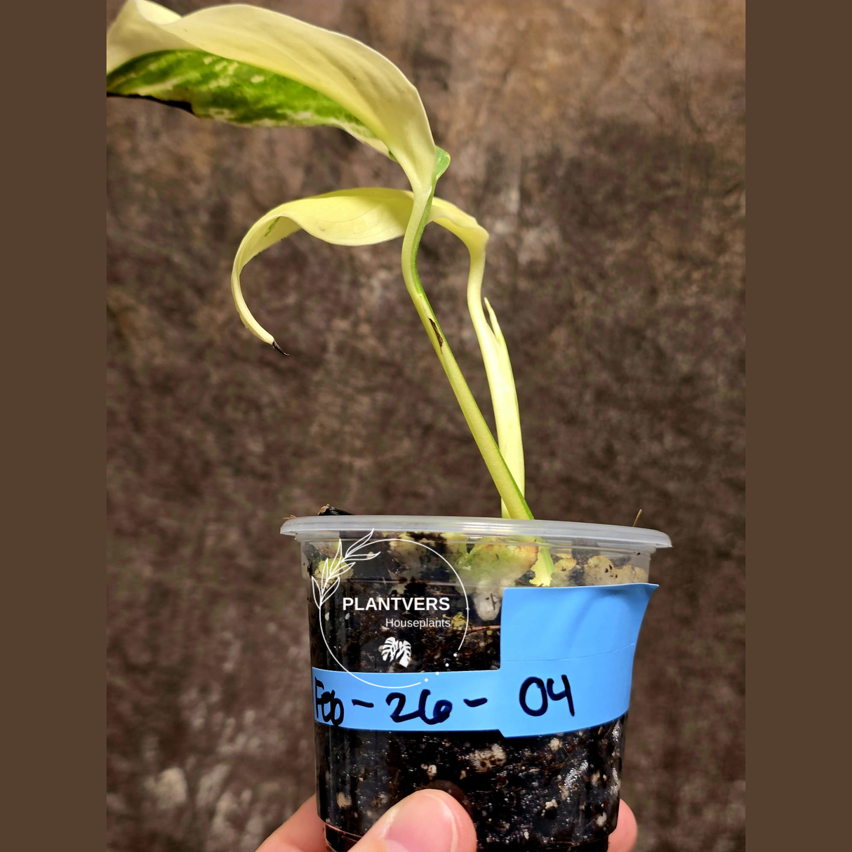 High Variegated Monstera Lechleriana Plant - Rare Live Indoor Plant - US SELLER - EXACT Same Plant