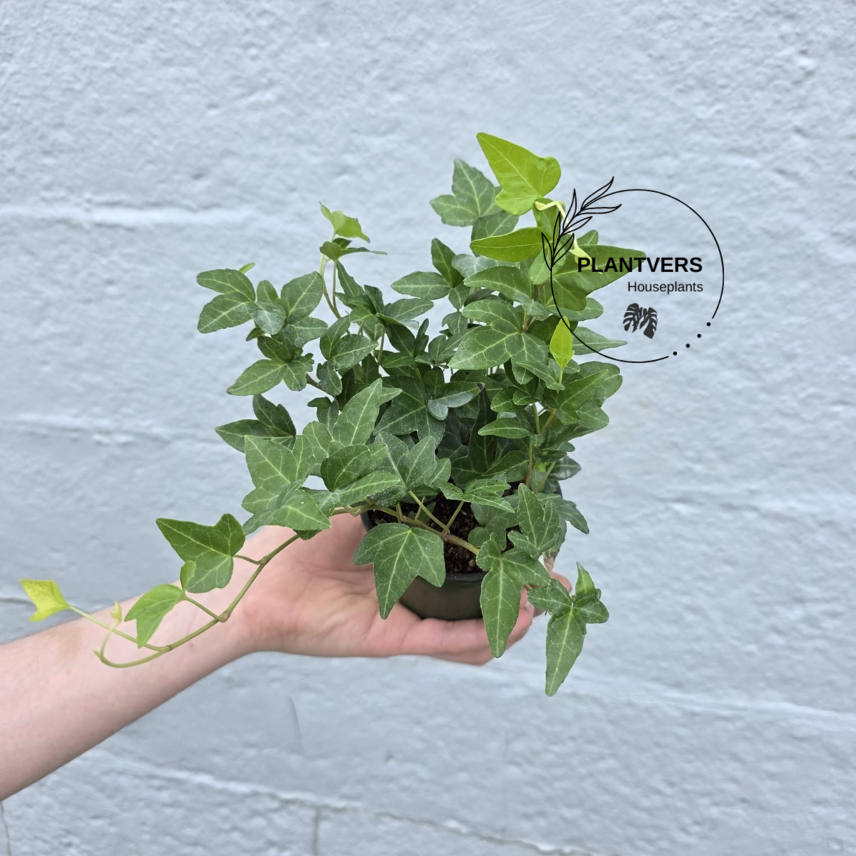 Hedera Helix