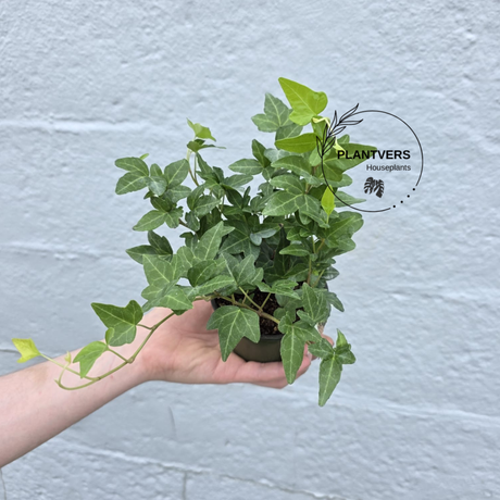 Hedera Helix