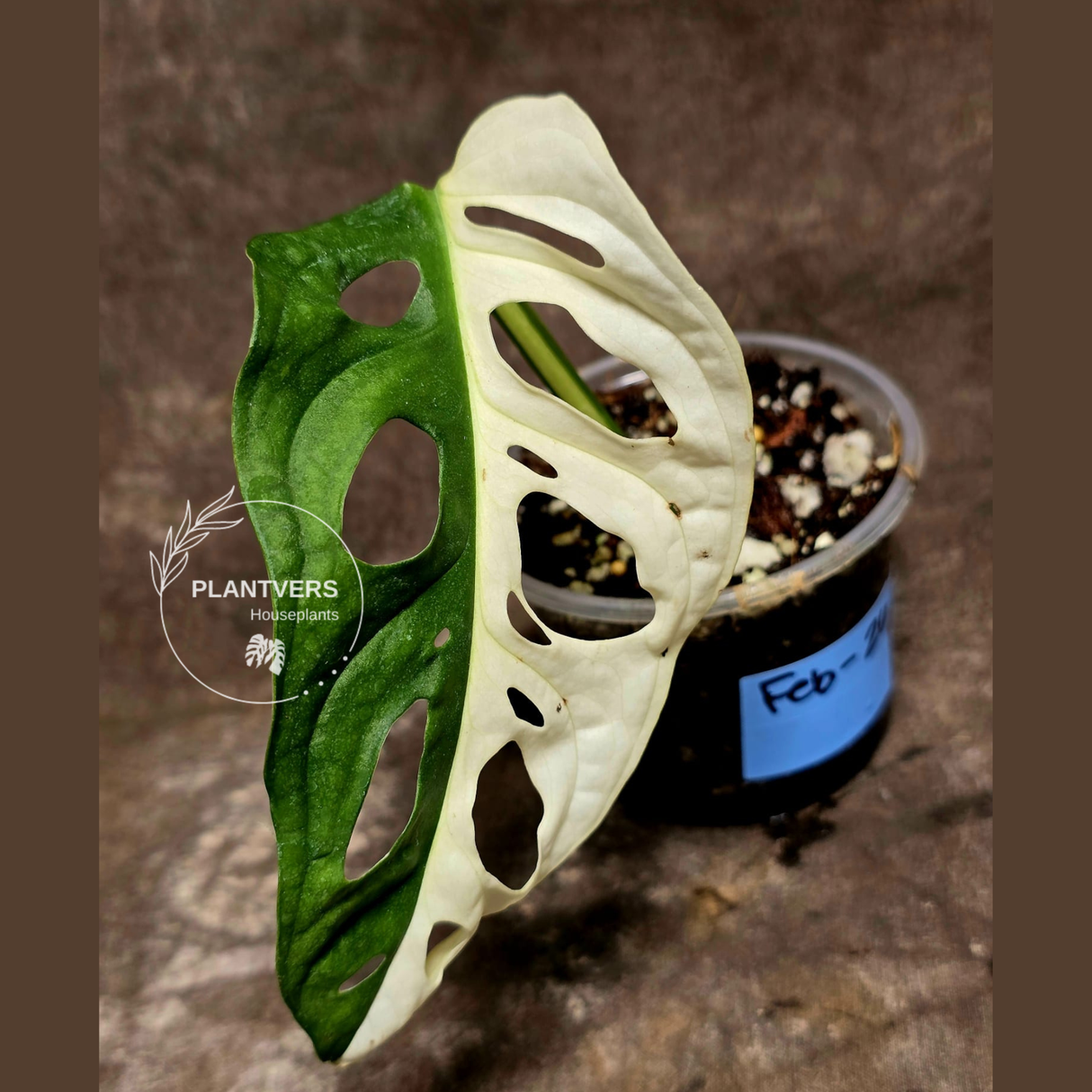 Half-Moon Leaf Swiss Cheese 