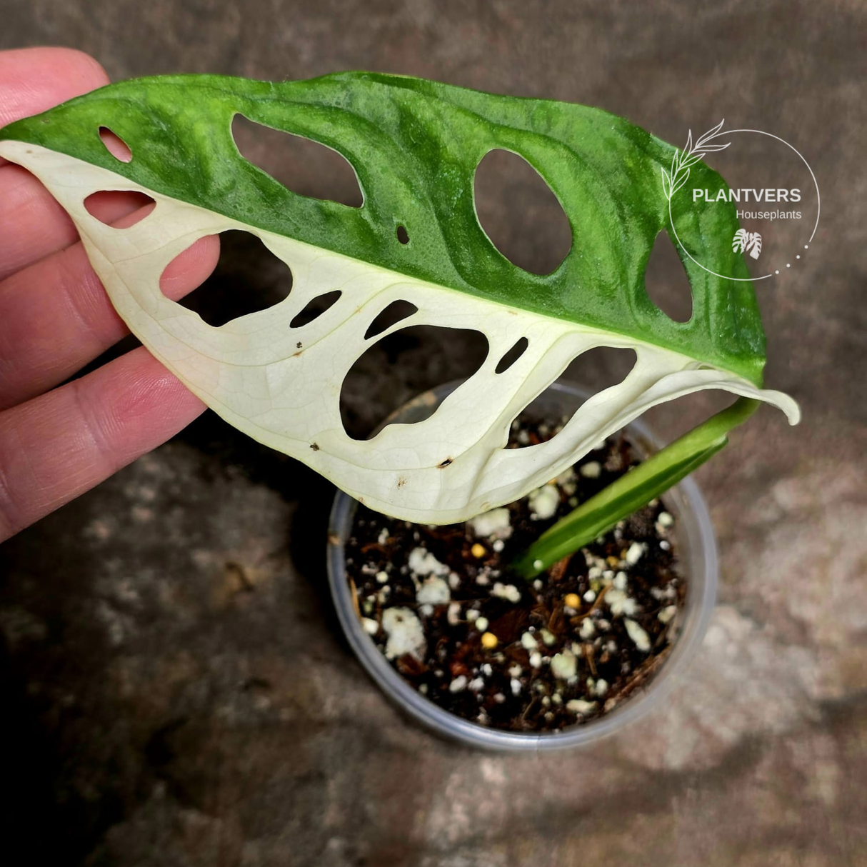 Variegated White Monstera Adansonii Albo 