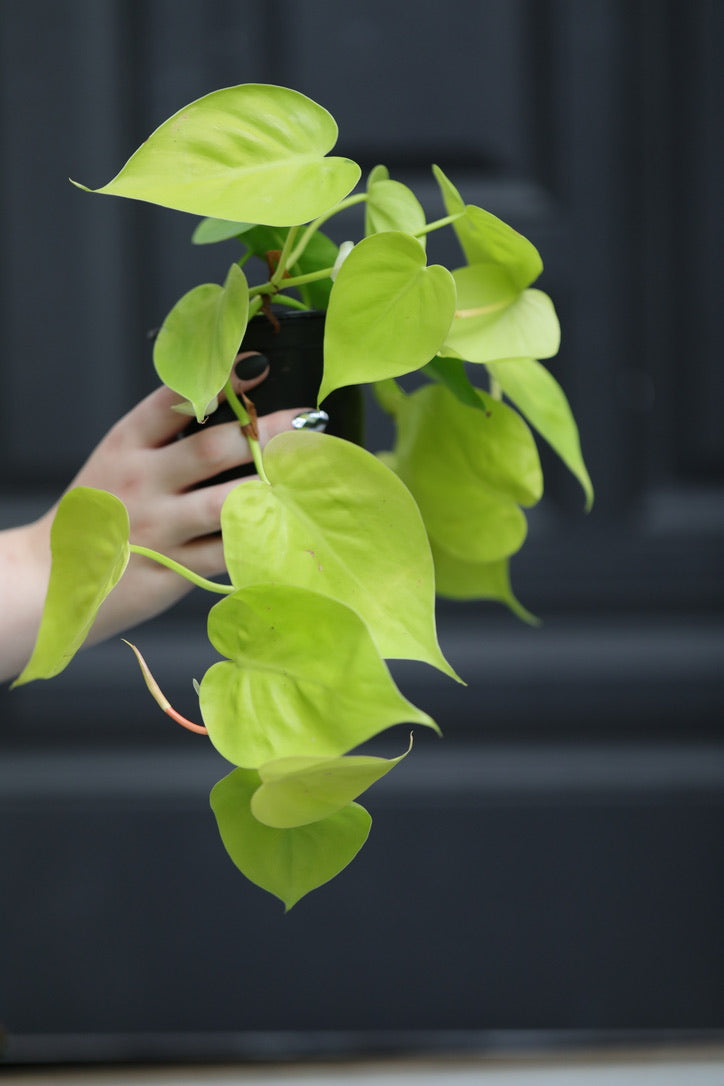 Heartleaf Lemon Lime Philodendron in a 3" Nursery Pot - Philodendron Cordatum - Low Light Indoor Plants  - Office Plant - Houseplant