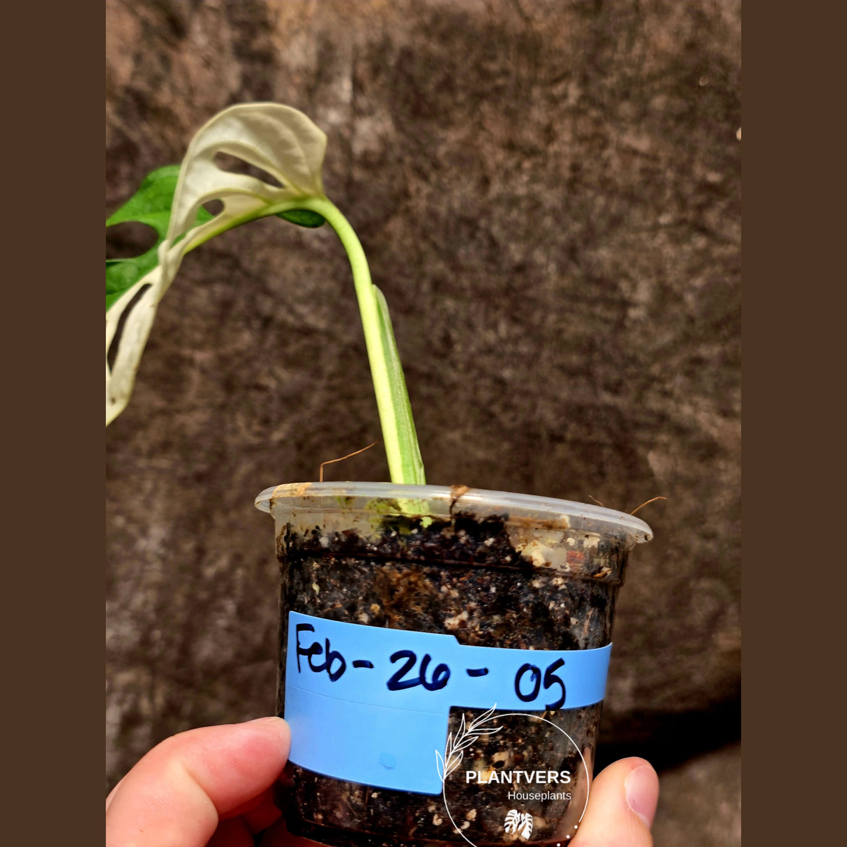 Variegated White Monstera Adansonii Albo - Half-Moon Leaf Swiss Cheese Plant - Exact Plant - US Seller