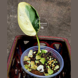 Scindapsus Jade Satin Variegated Plant 