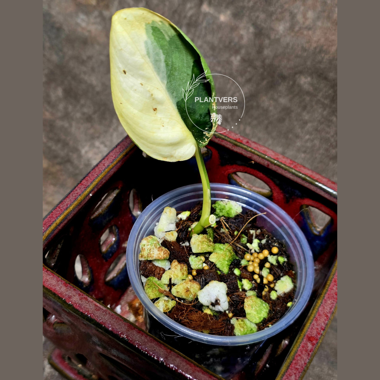 rare houseplants for sale