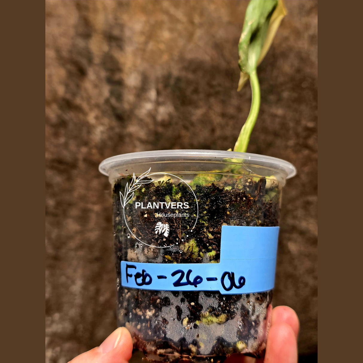 Scindapsus Jade Satin Variegated Plant - Rare Tropical - EXACT Plant - US Seller