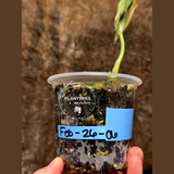 Scindapsus Jade Satin Variegated Plant - Rare Tropical - EXACT Plant - US Seller