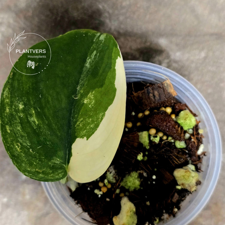 rare houseplants for sale