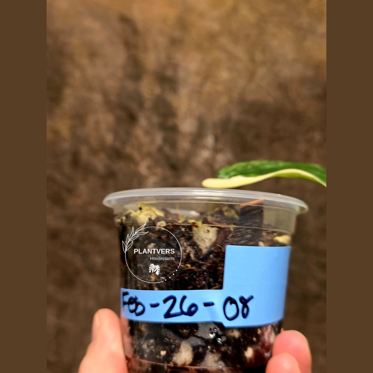 Scindapsus Jade Satin Variegated Plant - Rare Tropical - EXACT Plant - US Seller