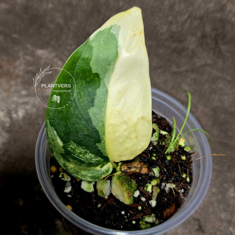 Scindapsus Jade Satin Variegated Plant 