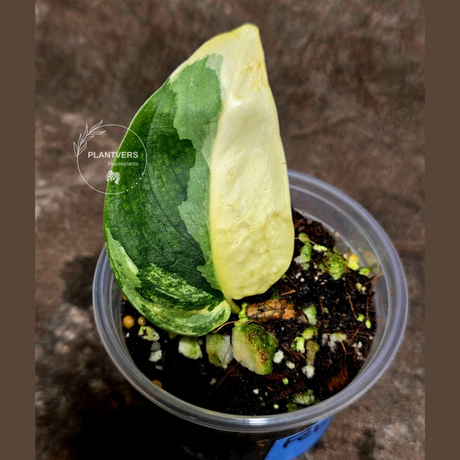 rare houseplants for sale