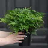 Davallia fejeensis 'Major' Fern in a 5" Nursery Pot - Live Fern Plant - Low light Air Purifying Plants