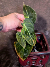 Philodendron Melanochrysum Variegated - Rare Tropical (June-25-23)