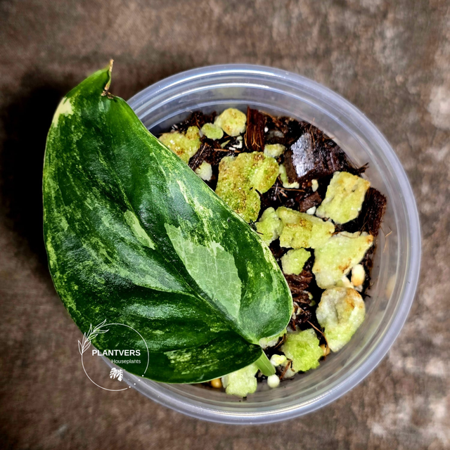 Scindapsus Jade Satin Variegated Plant 