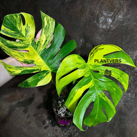 Monstera Borsigiana Aurea