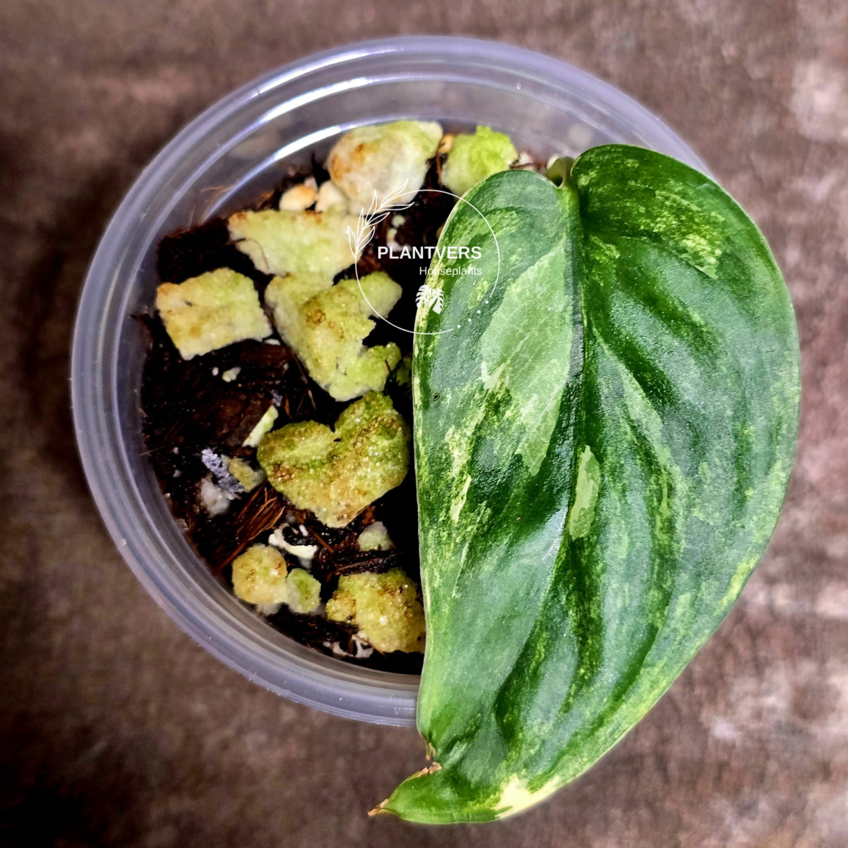 rare houseplants for sale