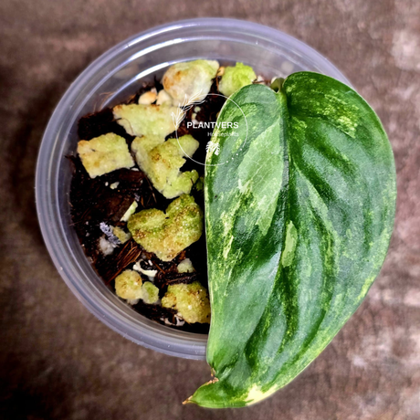 rare houseplants for sale