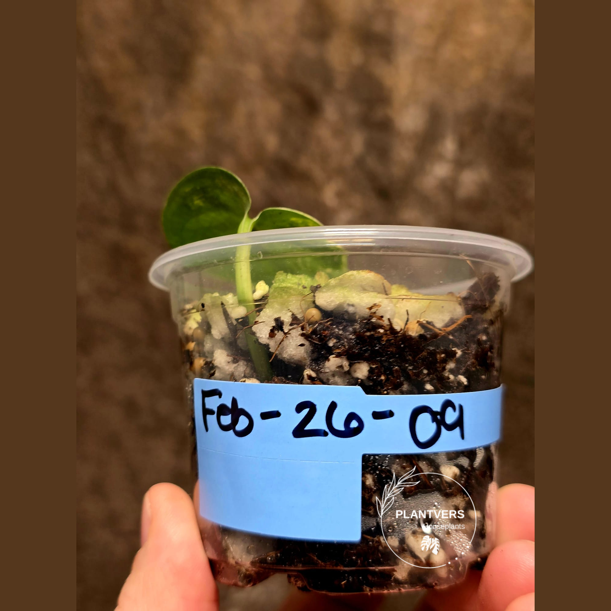 Scindapsus Jade Satin Variegated Plant - Rare Tropical - EXACT Plant - US Seller