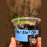 Scindapsus Jade Satin Variegated Plant - Rare Tropical - EXACT Plant - US Seller