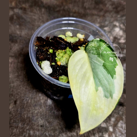 rare houseplants for sale