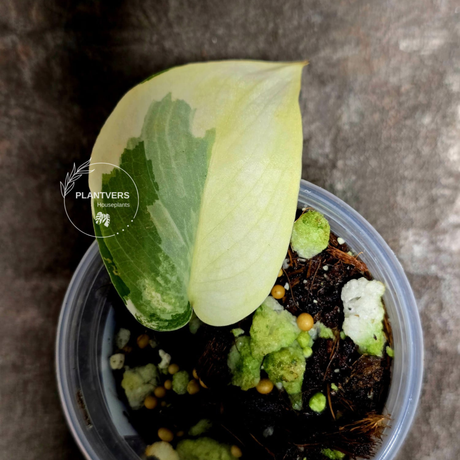 Scindapsus Jade Satin Variegated Plant 