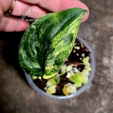 rare houseplants for sale