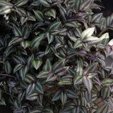 Silver Wandering Jew Plant