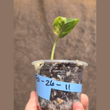 Scindapsus Jade Satin Variegated Plant - Rare Tropical - EXACT Plant - US Seller