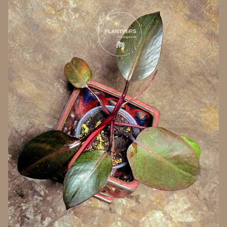 philodendron orange princess