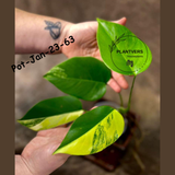 Monstera Borsigiana Aurea Variegated Live Plant - Collector's Aroid - Monstera Marmota - Exact SAME Plant - US Seller