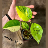 Monstera Borsigiana Aurea Variegated Live Plant - Collector's Aroid - Monstera Marmota - Exact SAME Plant - US Seller