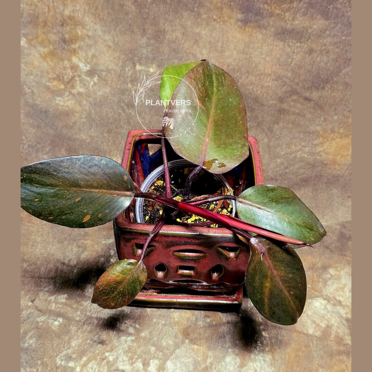 rare houseplants for sale