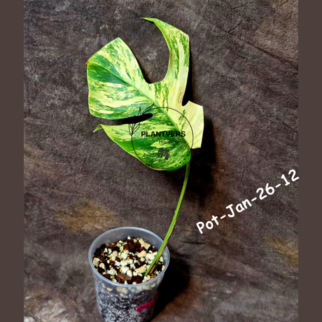 Monstera Borsigiana Aurea Variegated Live Plant - Collector's Aroid - Monstera Marmota - Exact SAME Plant - US Seller