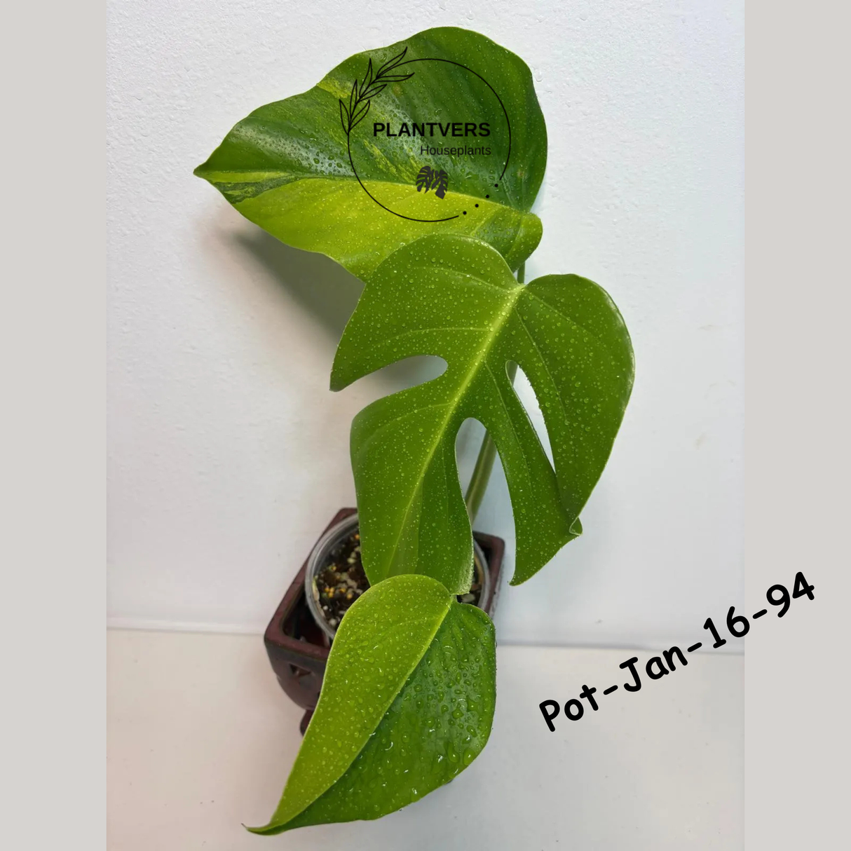 Monstera Borsigiana Aurea Variegated Live Plant in a Nursery Pot - Collector's Aroid - Monstera Marmota - Exact SAME Plant - US Seller