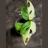 rare houseplants for sale