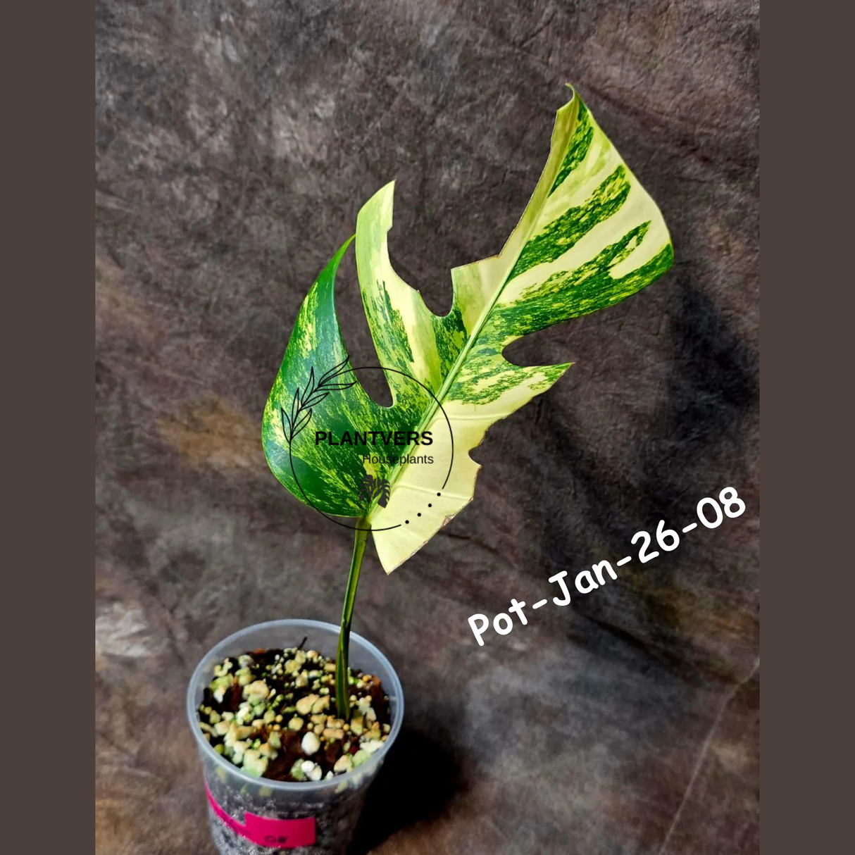 Monstera Borsigiana Aurea Variegated Live Plant - Collector's Aroid - Monstera Marmota - Exact SAME Plant - US Seller