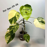 Monstera Borsigiana Aurea Variegated Live Plant in a Nursery Pot - Collector's Aroid - Monstera Marmota - Exact SAME Plant - US Seller