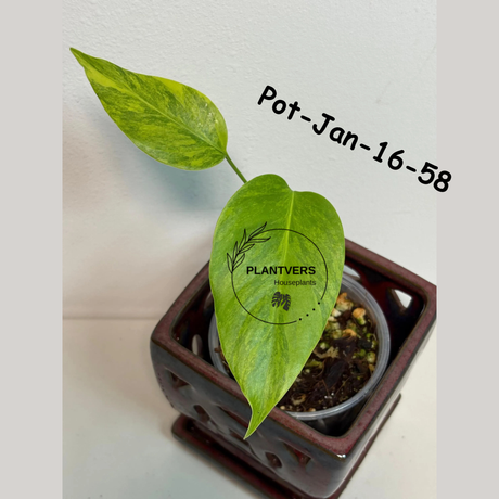 Monstera Borsigiana Aurea Variegated Live Plant in a Nursery Pot - Collector's Aroid - Monstera Marmota - Exact SAME Plant - US Seller