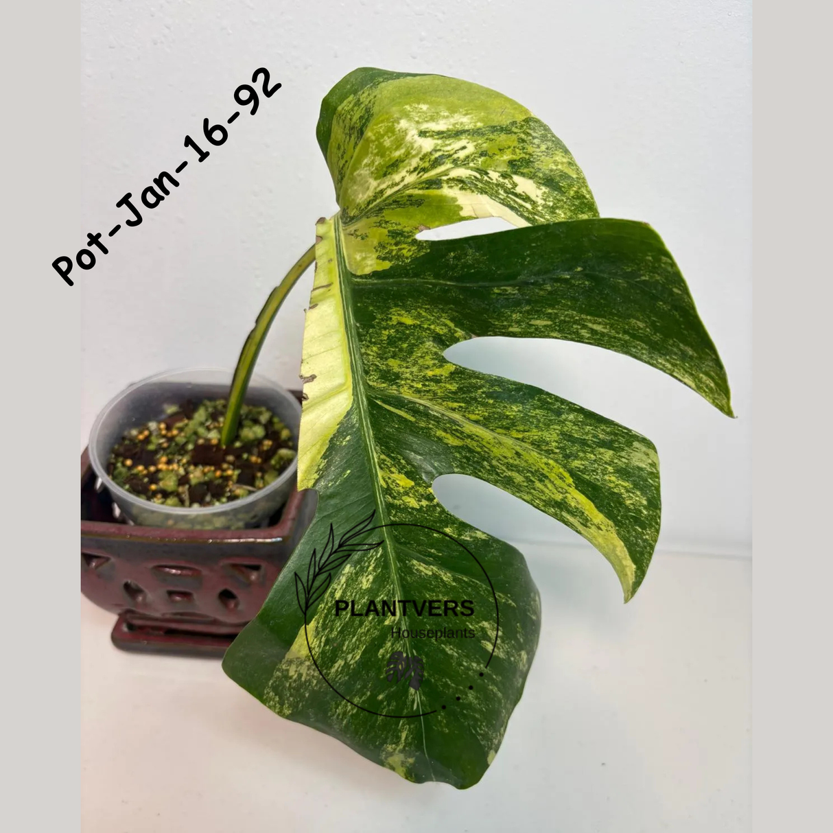Monstera Borsigiana Aurea Variegated Live Plant - Collector's Aroid - Monstera Marmota - Exact SAME Plant - US Seller