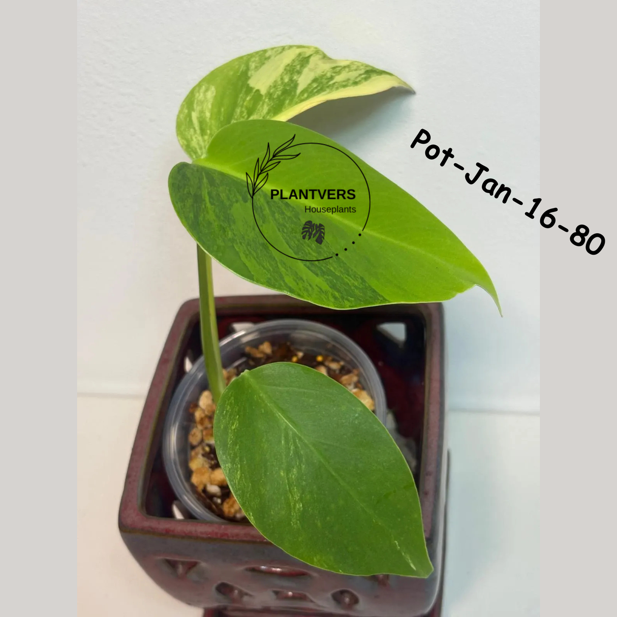 Monstera Borsigiana Aurea Variegated Live Plant in a Nursery Pot - Collector's Aroid - Monstera Marmota - Exact SAME Plant - US Seller