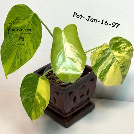 Monstera Borsigiana Aurea Variegated Live Plant - Collector's Aroid - Monstera Marmota - Exact SAME Plant - US Seller