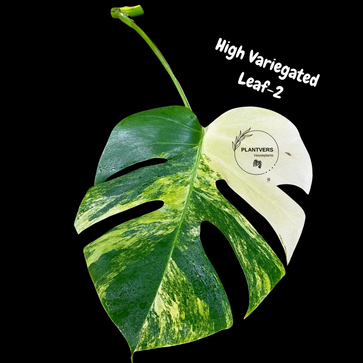 Monstera Borsigiana Aurea Variegated Cutting - Monstera Aurea Variegata - Monstera Marmota Cuts - Grower's Choice - US Seller