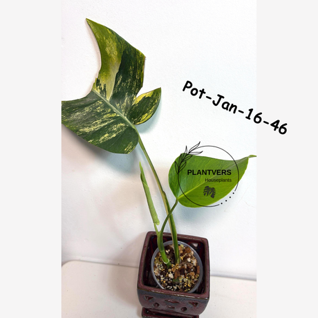 Monstera Borsigiana Aurea Variegated Live Plant - Collector's Aroid - Monstera Marmota - Exact SAME Plant - US Seller